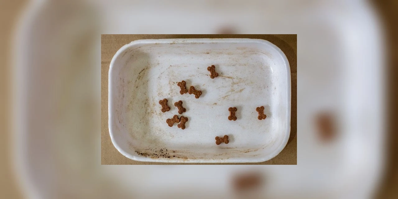 Maus tratos contra animais não se resumem a violência física, explica advogada