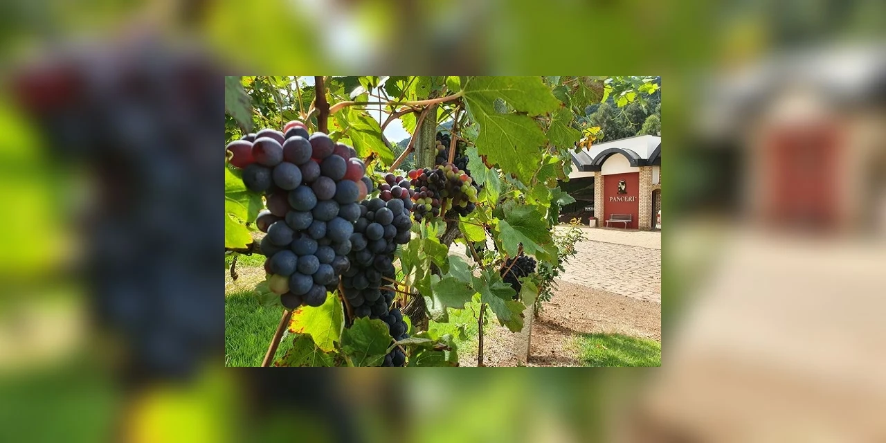 Vinhos & Viagens: O Enoturismo no Brasil