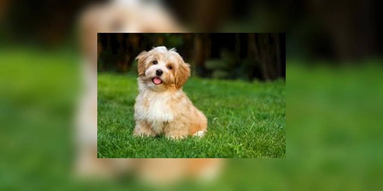 Bingo em prol da clínica do Samu Animal acontece dia 22 em PG