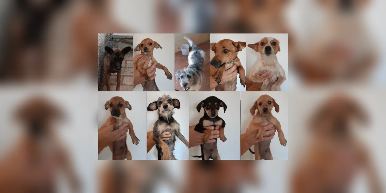 Que tal adotar um novo amigo? EkoVet doa nove cães resgatados das ruas