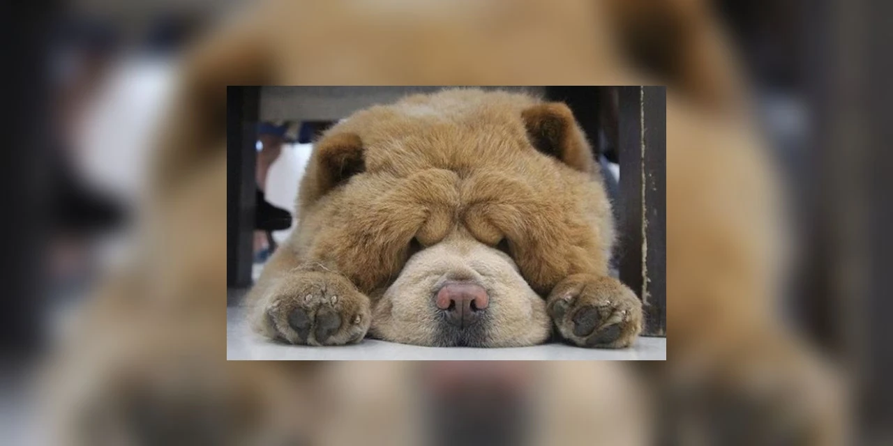 Sucesso na web! Conheça Chowder, o cão "urso de pelúcia" com 429 mil seguidores
