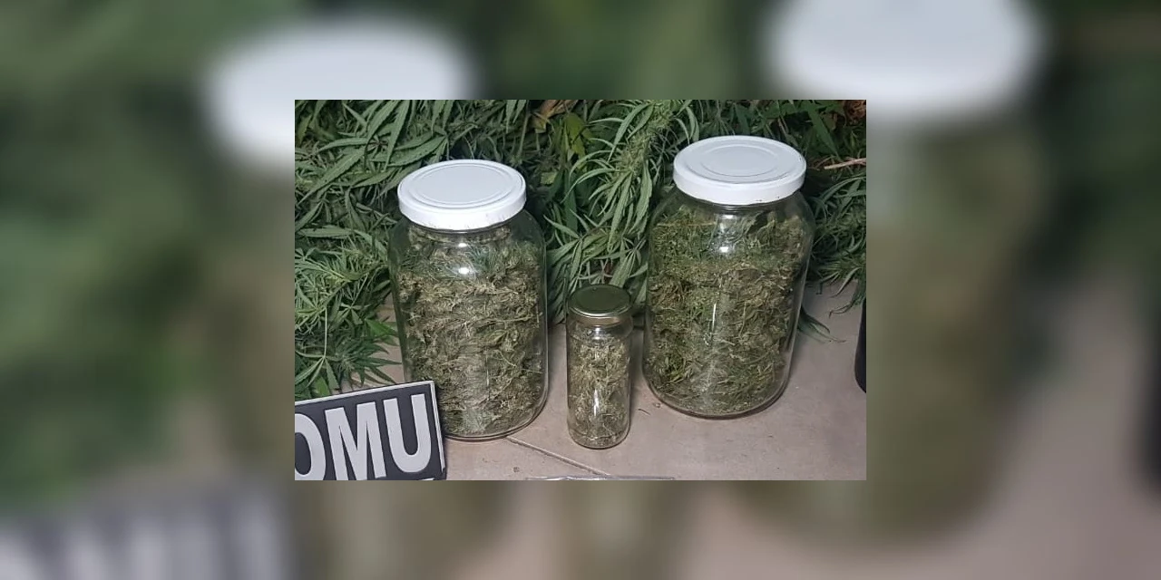 Homem é detido com dois pés de maconha e três potes cheios da droga no Gralha Azul