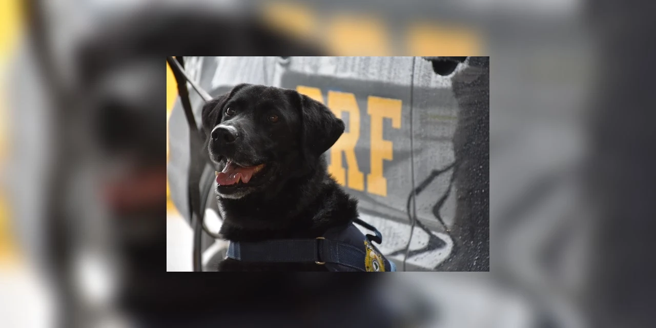 Morre o labrador Popó, um dos agentes responsáveis pela maior apreensão de maconha do Brasil