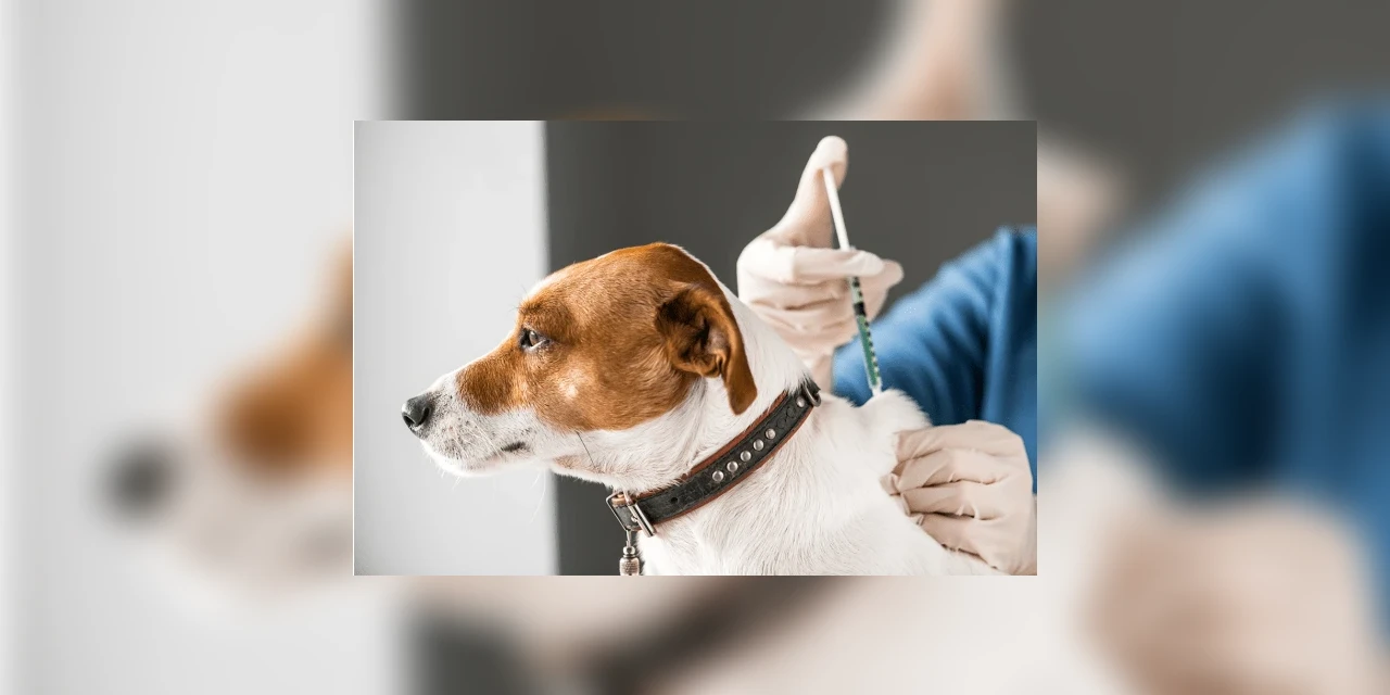 Centro de Referência de Animais em Risco alerta: vacina canina não é eficaz contra coronavírus em humanos