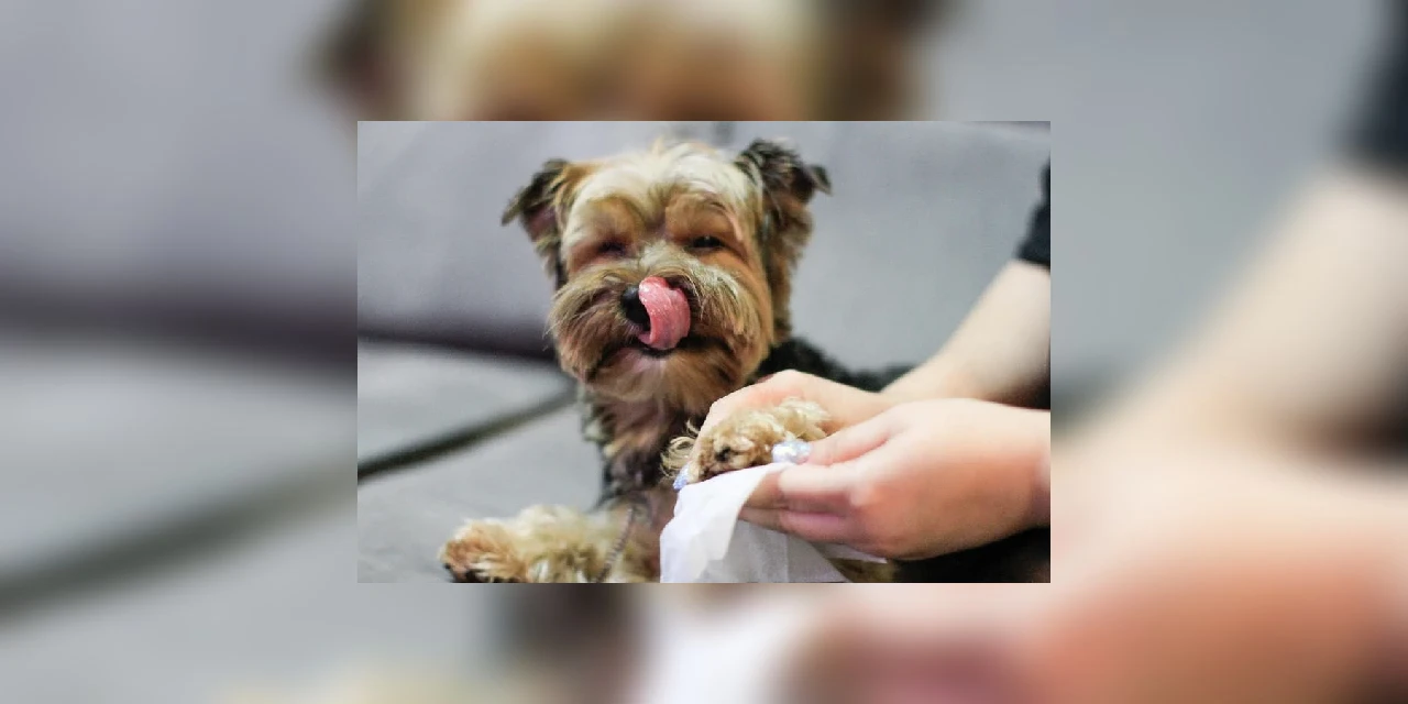 Coronavírus: Cuidados de higiene com os pets