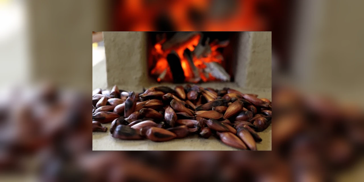 Pinhão poderá ser comercializado a partir desta quarta-feira (01)