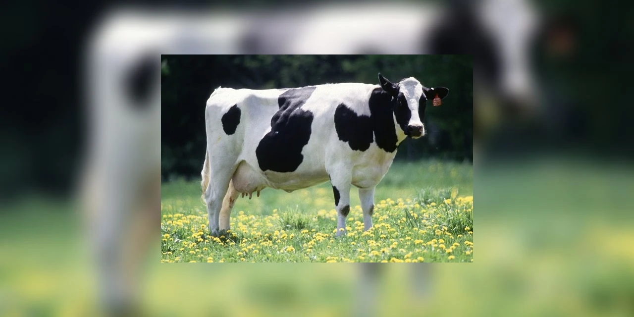 Ministério da Agricultura mantém inspeção do abastecimento de produtos de origem animal