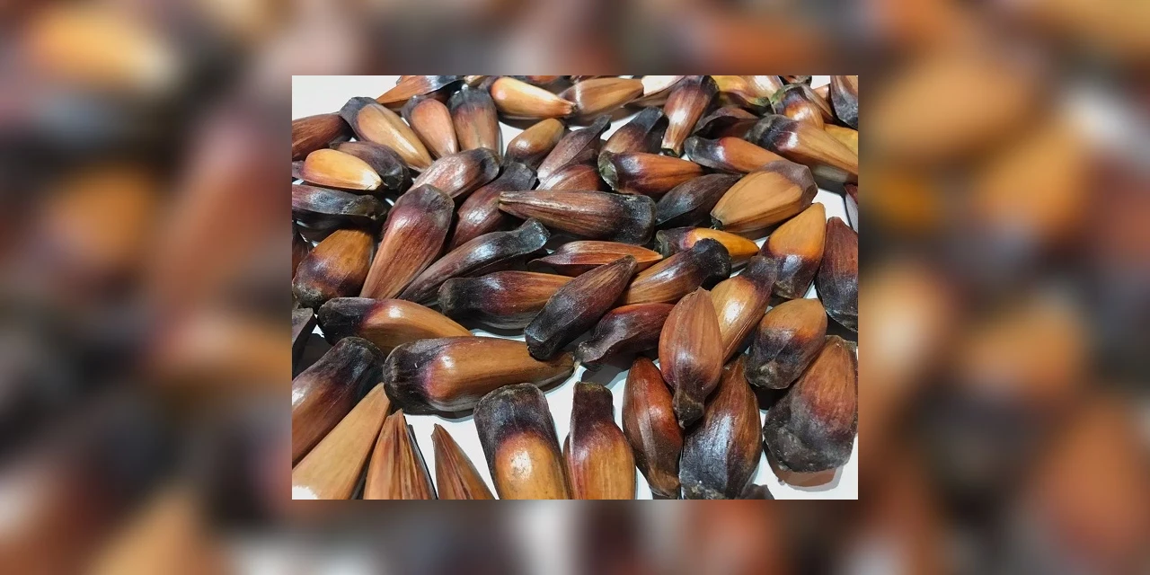 Pinhão começa a ser vendido via delivery no Feira Fácil digital