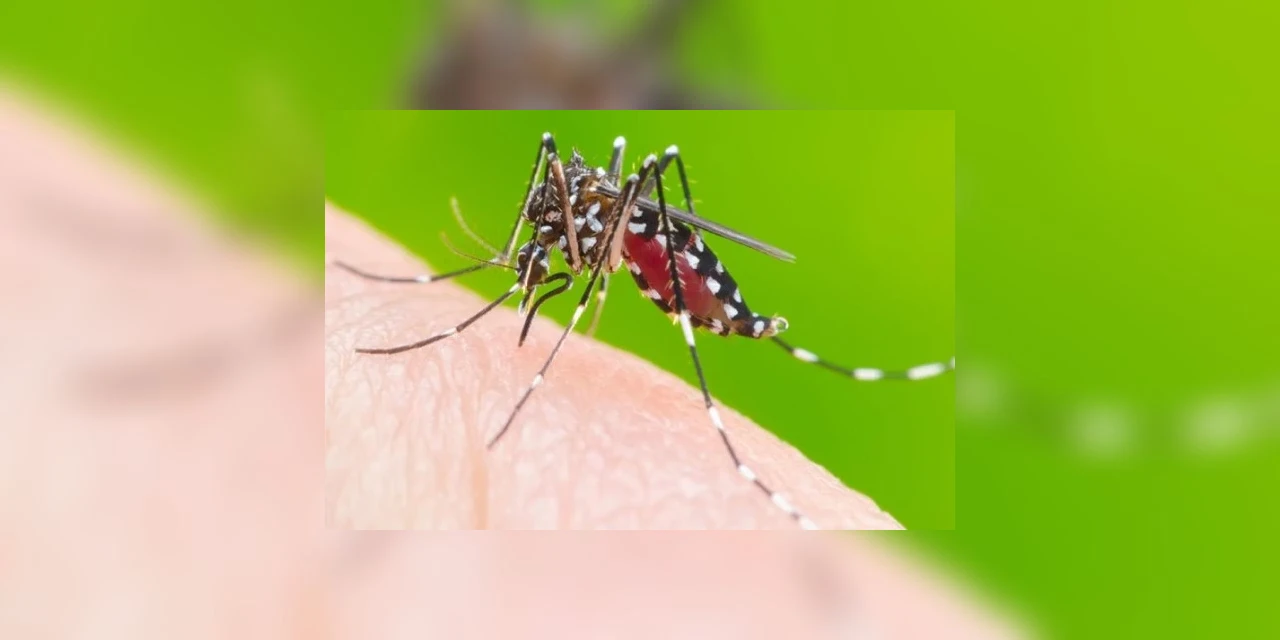 Número de óbitos por dengue no Paraná aumenta e governo relembra da importância de se combater a doença mesmo em isolamento social