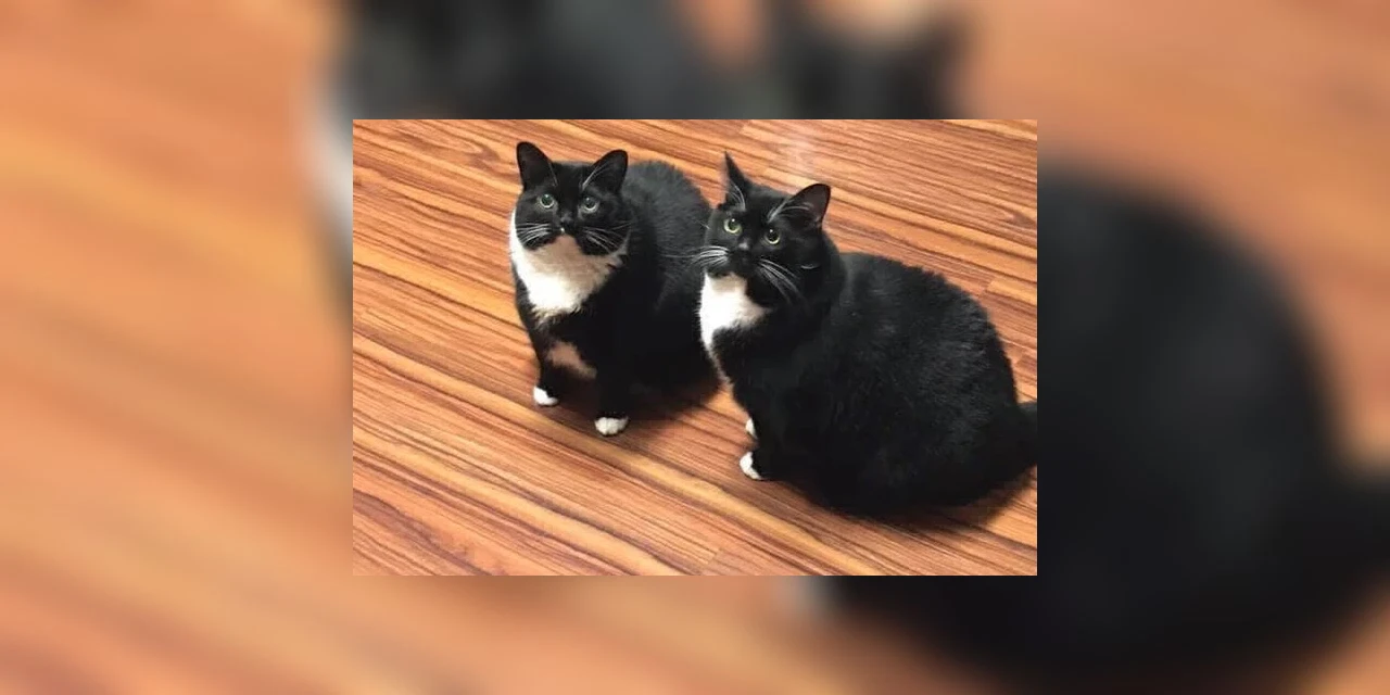 Russo perde gato, acha o gato, gato volta sozinho e agora ele tem dois gatos