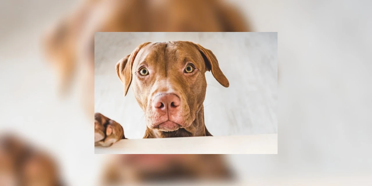 Cuidado com o chocolate! Ele pode causar intoxicação nos pets