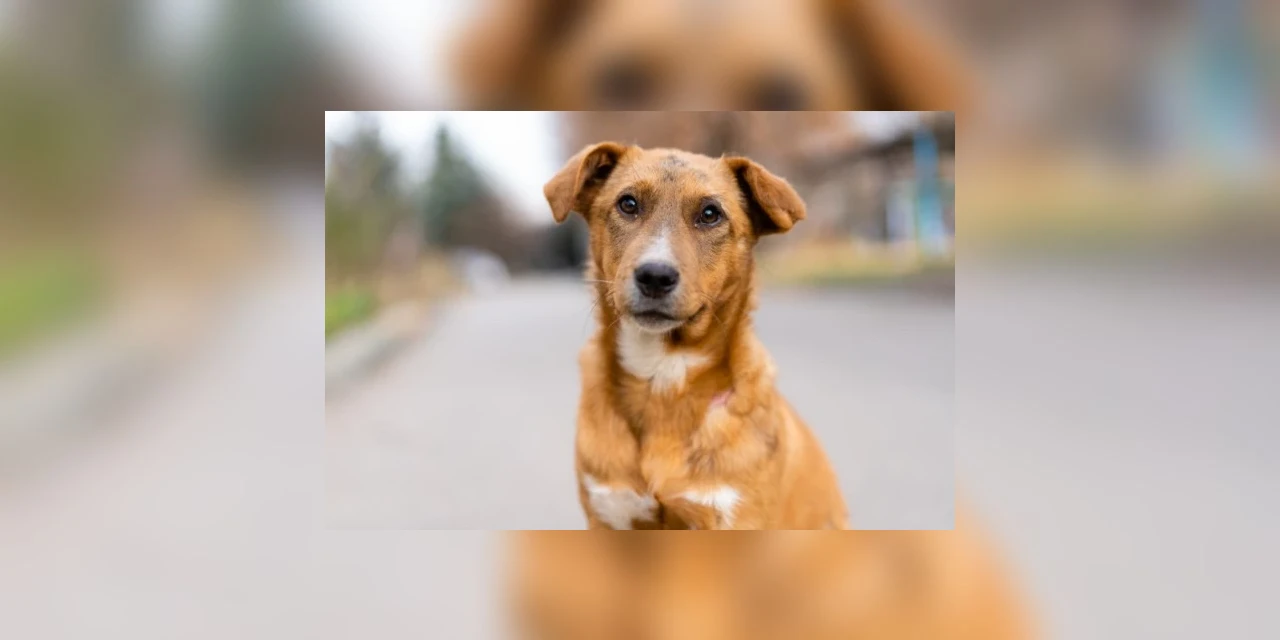 Prefeitura inicia castração de cães e gatos de famílias que participam de programas sociais em PG