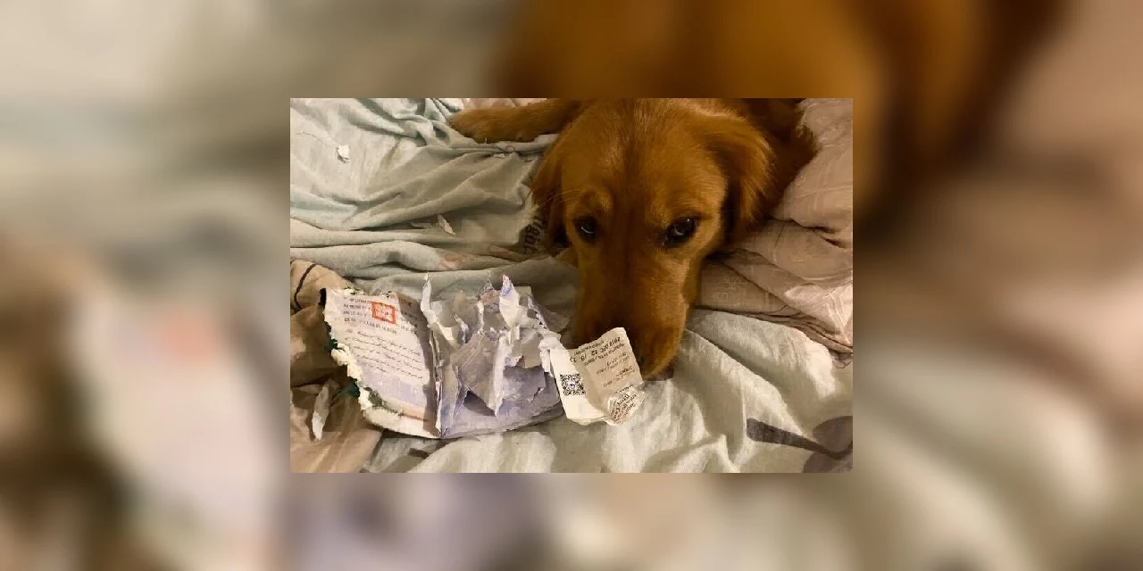 Conheça a história da cachorrinha que rasgou o passaporte da dona e impediu que ela viajasse para Wuhan