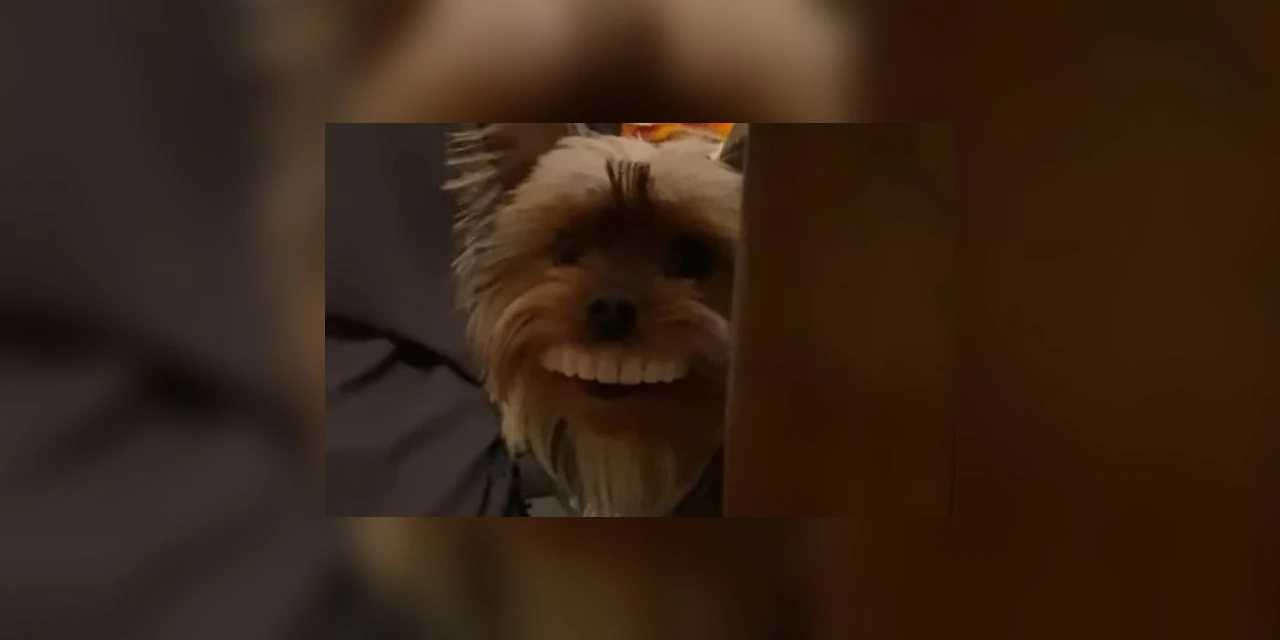 Hilário! Cão encontra dentadura e anda com ela na boca; veja o vídeo