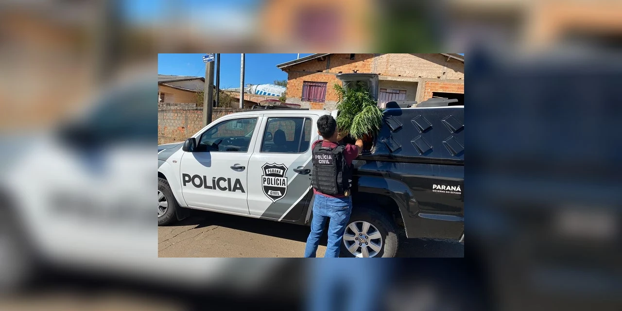 Vídeo: Polícia Civil fecha laboratório de cultivo de maconha em Uvaranas