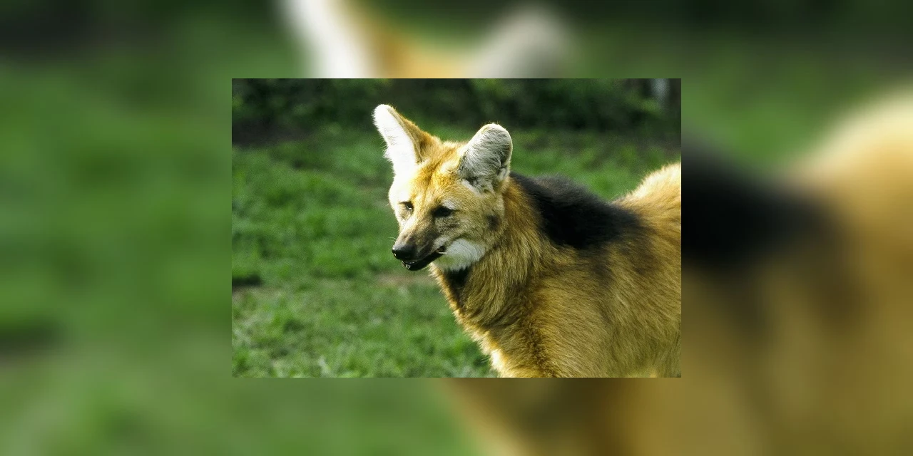 Lobo-Guará assusta moradores de Chopinzinho (PR), mas IAP afirma: "O animal não faz mal a ninguém"