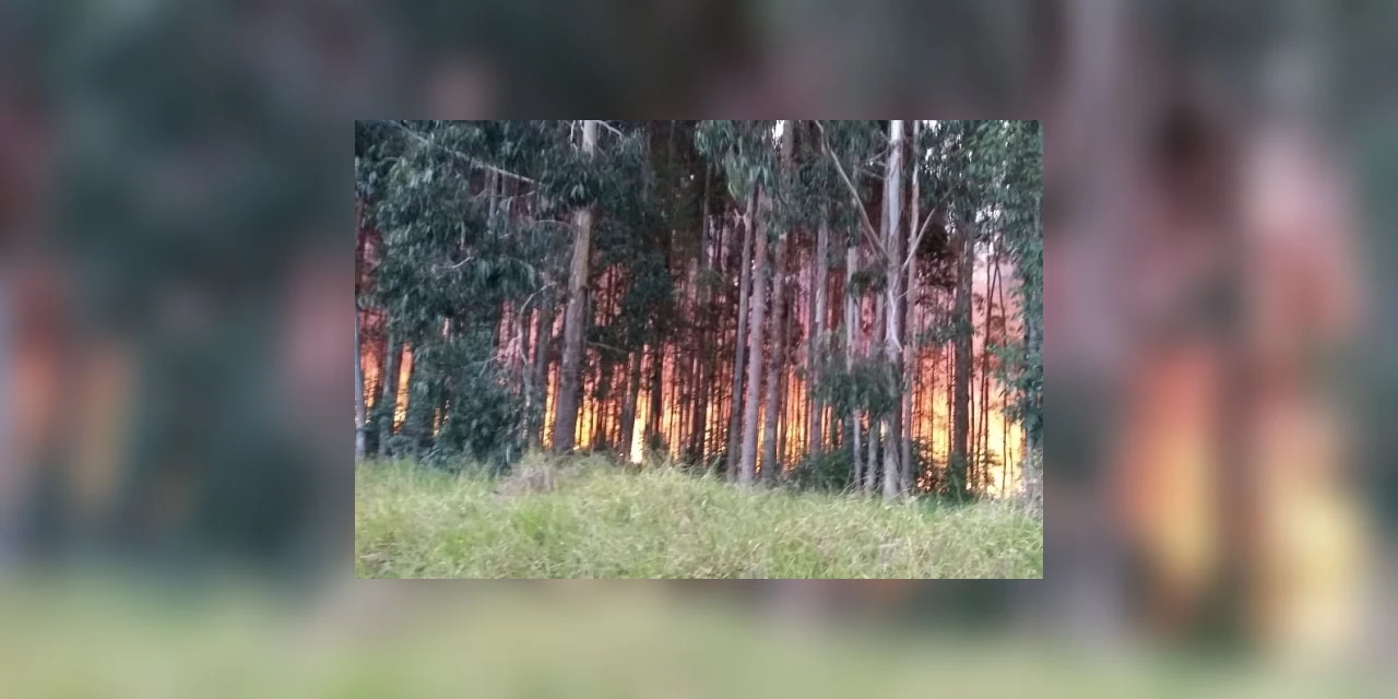 Vídeos: Bombeiros combatem incêndio de grandes proporções em área de reflorestamento ambiental em Uvaranas