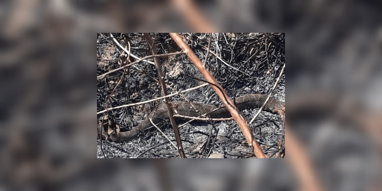 Devido à queimadas, cobra é encontrada em bairro de PG