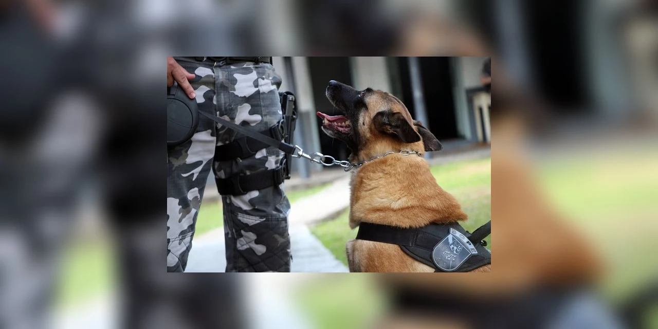Após nove anos de serviço, os agentes Lótus, Kira e Loba, do canil do Bope, se aposentam