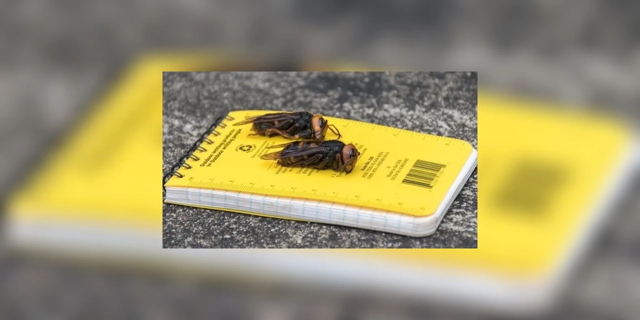 'Se encontrá-las, corra e nos chame!', alertam cientistas sobre 'vespas assassinas' vistas pela 1ª vez nos EUA