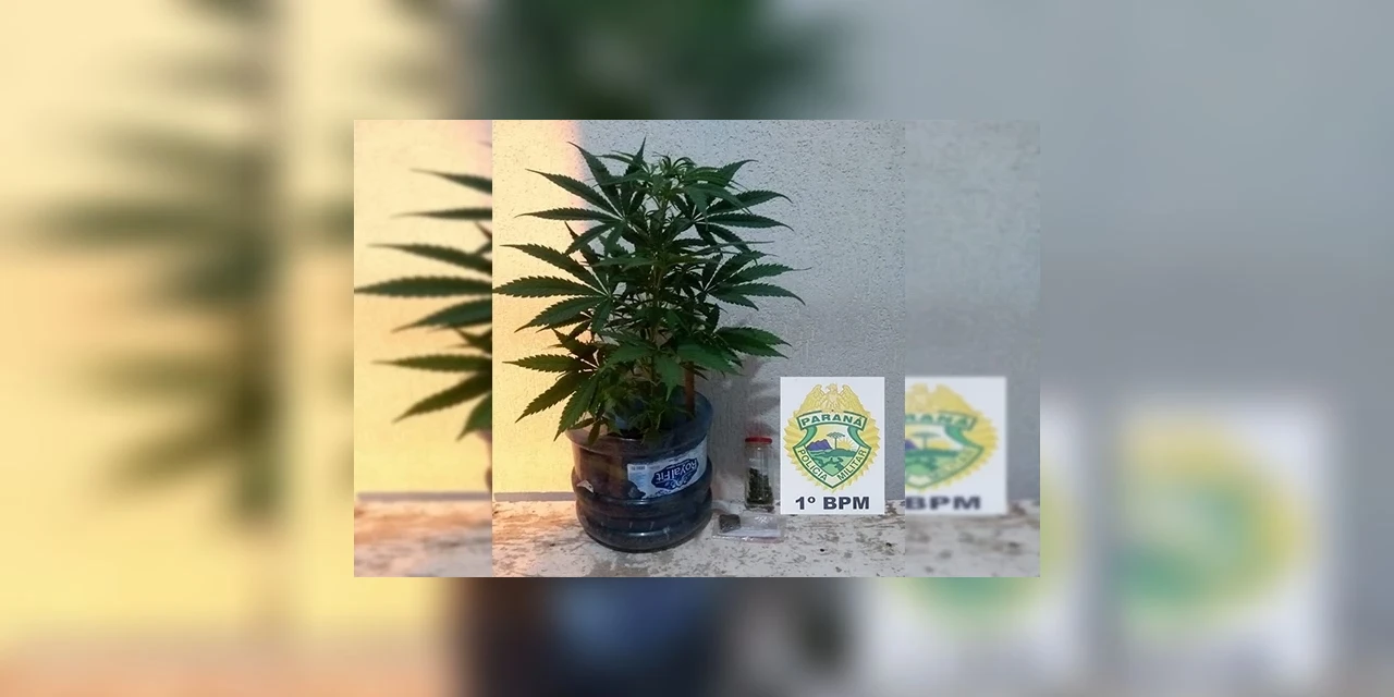 PM prende rapaz com maconha e apreende planta da droga em Piraí do Sul