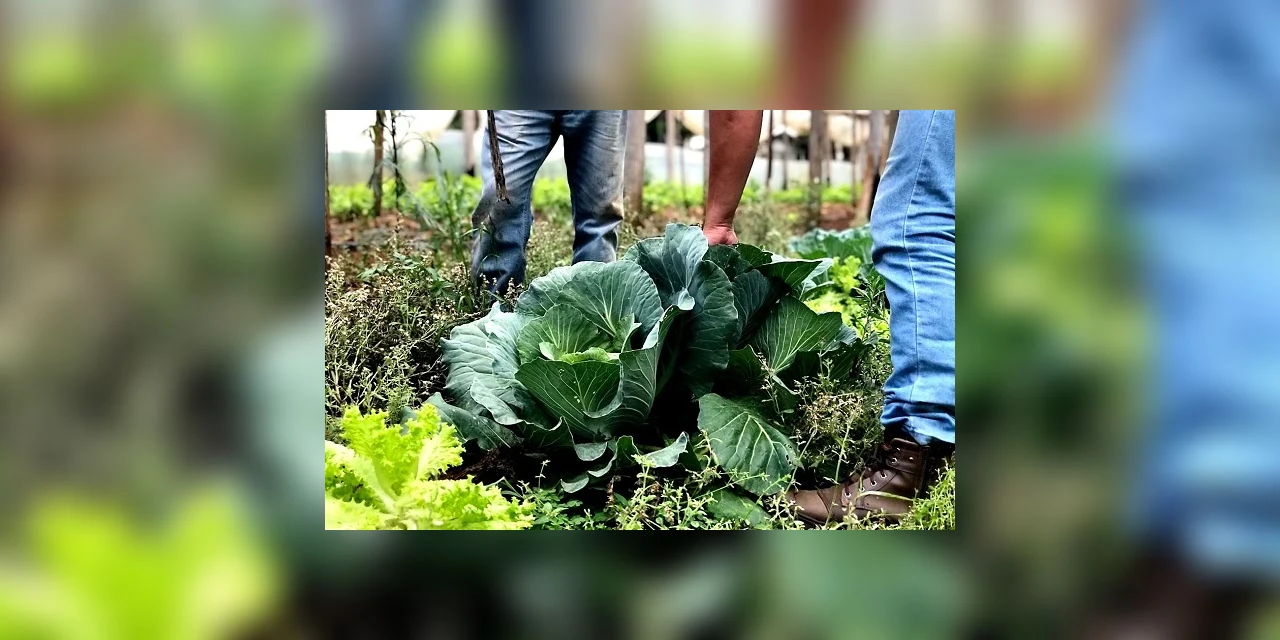 Produtores de orgânicos do Paraná encontram na tecnologia saída para restrições de mobilidade