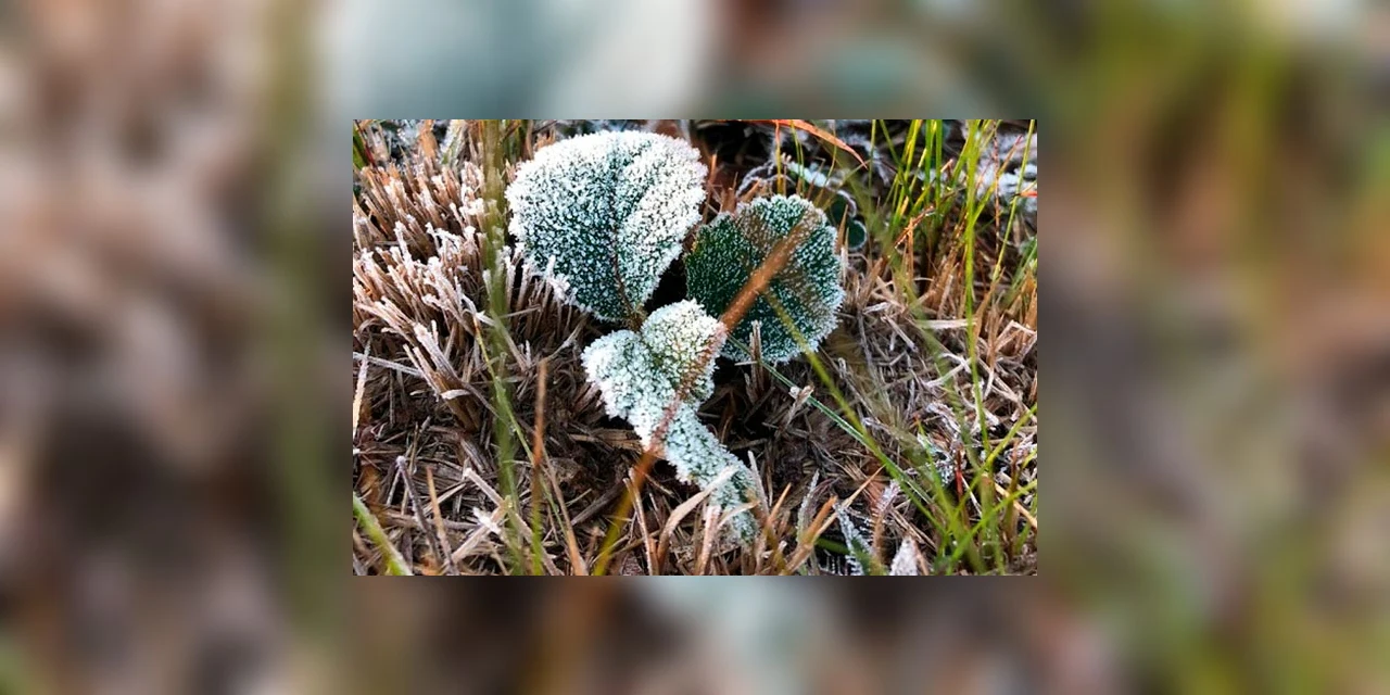 Cidades do interior do Paraná amanhecem com temperaturas negativas e geada