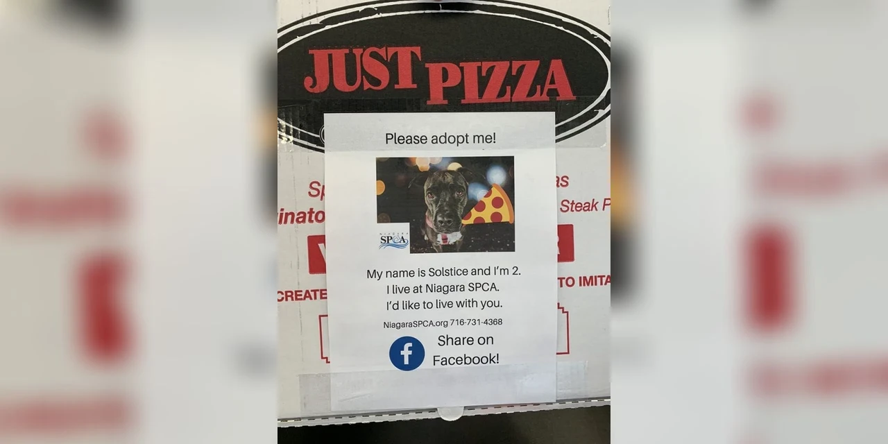Cães em busca de um lar estampam caixas de pizza em campanha especial
