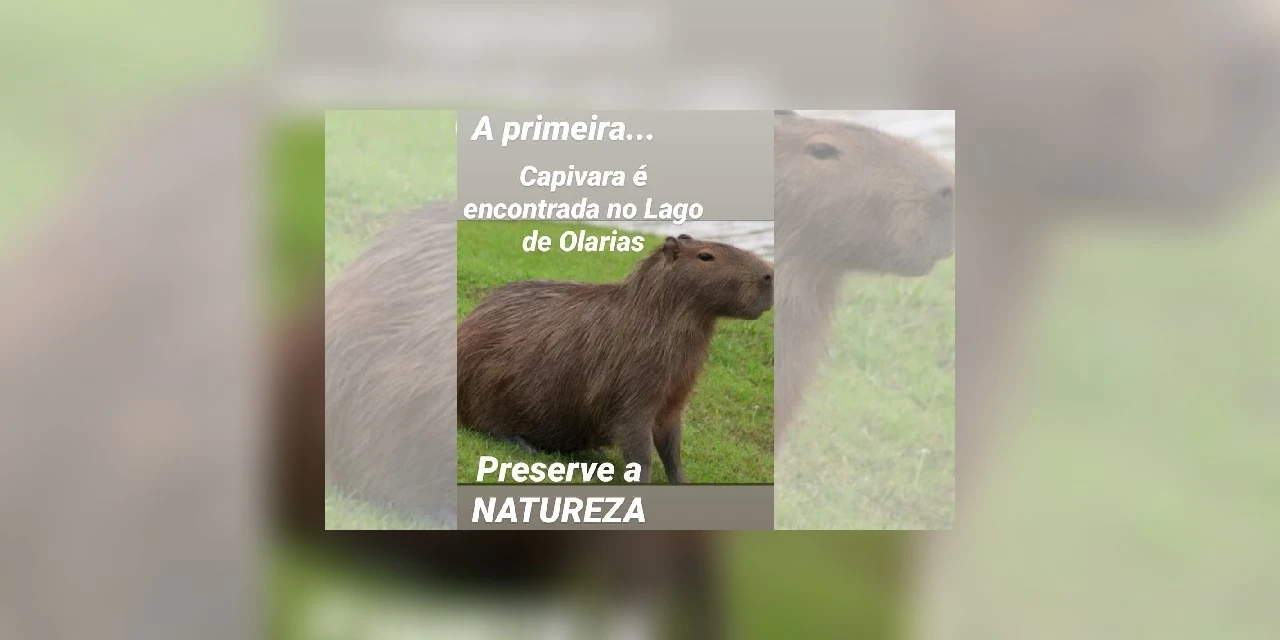 Rangel pede que a população não maltrate a capivara do Lago de Olarias e dê sugestões de nome para o animal