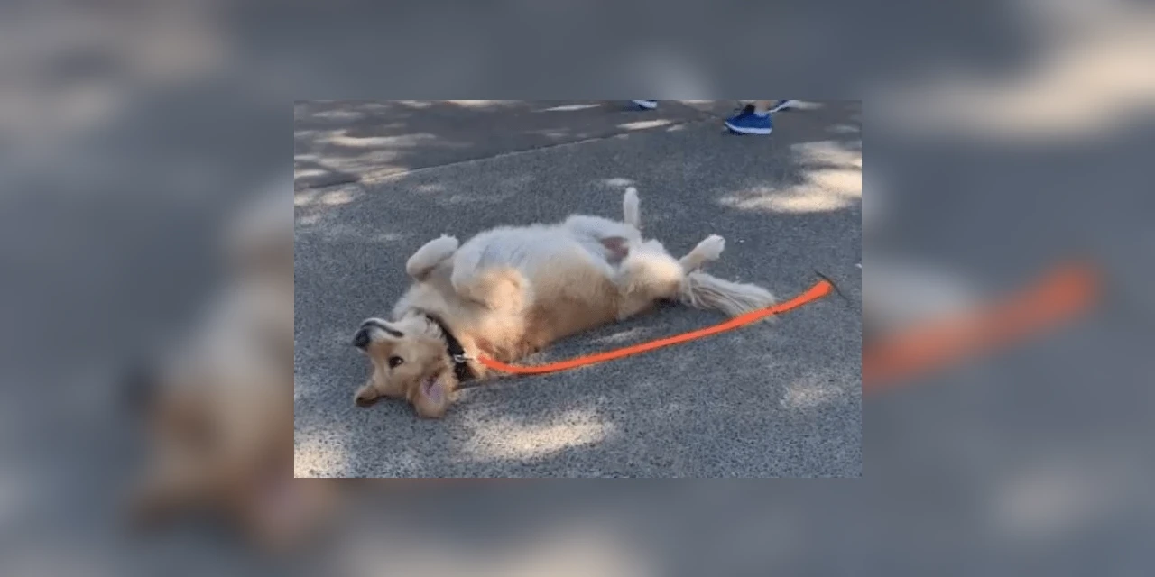 Vídeo: Na Austrália, cão se finge de morto para não ir embora de parque
