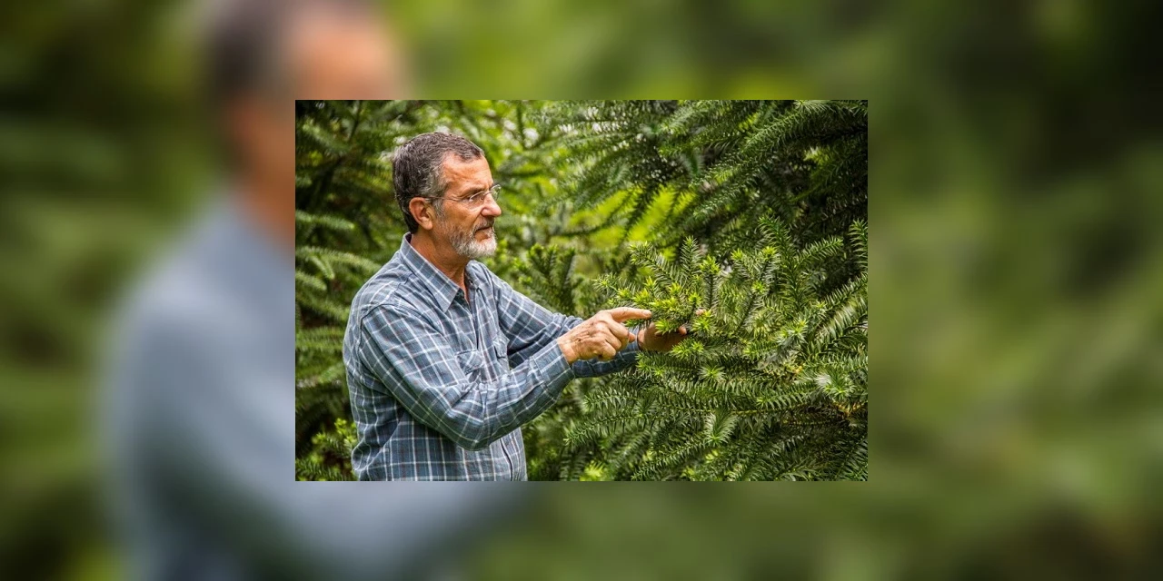 Lei aprovada pela Assembléia Legislativa do Paraná pode salvar as Araucárias, diz especialista