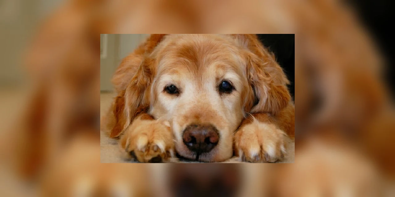 Enquete D'PN: Você concorda com a punição para quem atropelar animais e não prestar socorro?