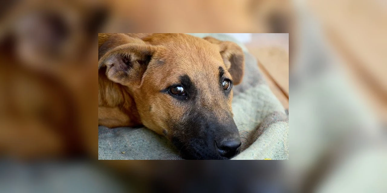 72% dos leitores do Portal D'PN apoiam a punição para quem atropelar animais de rua e não prestar socorro