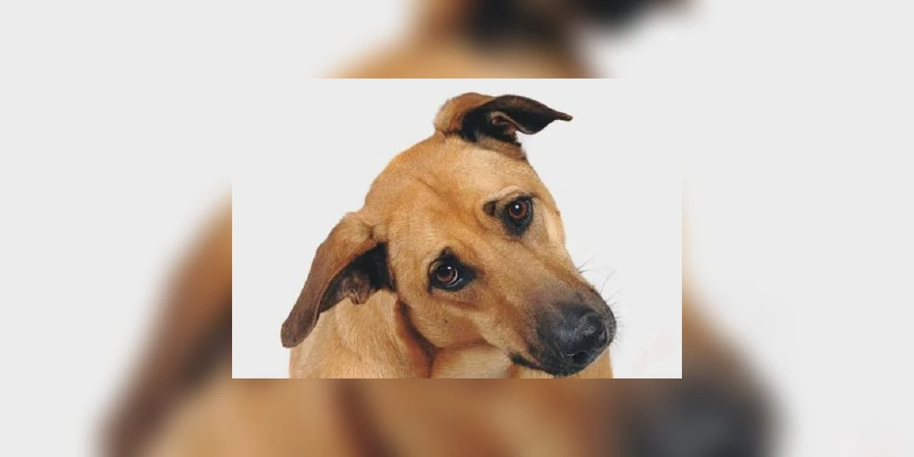 Leilão online arrecada recursos para entidades de proteção animal do Paraná