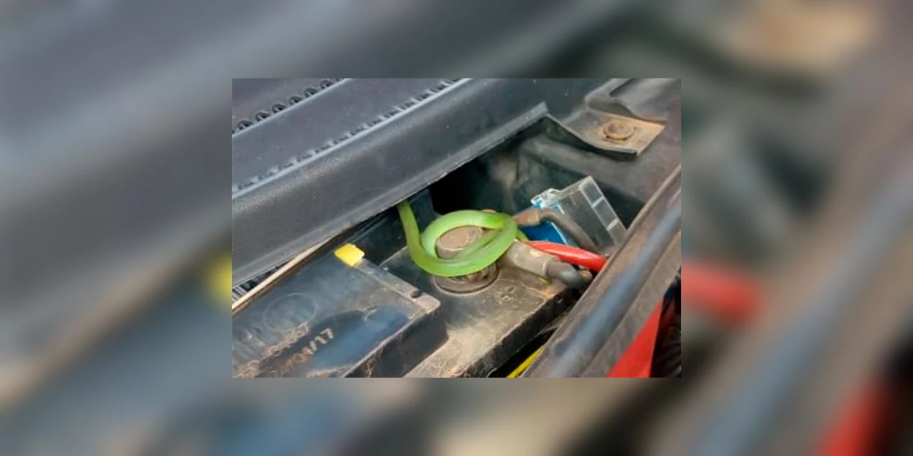 Vídeo: Ao trocar bateria de veículo, motorista encontra cobra escondida no motor do carro