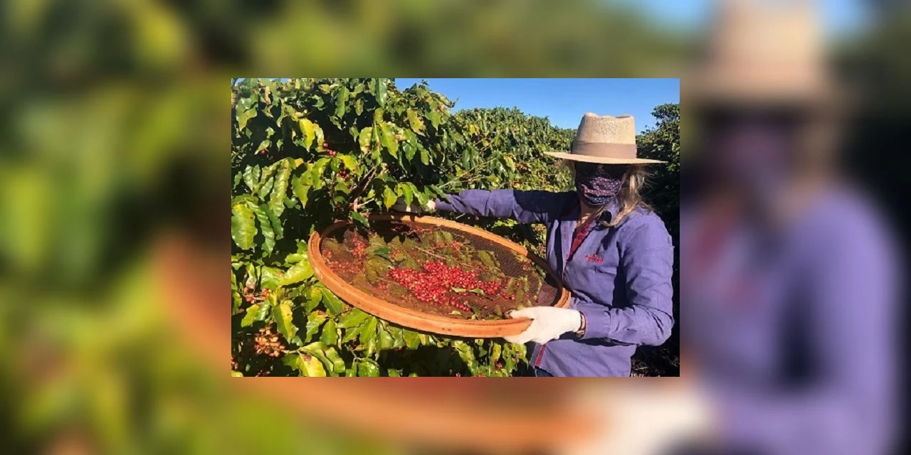 Agricultoras do Paraná se unem e produzem café especial no oeste do estado