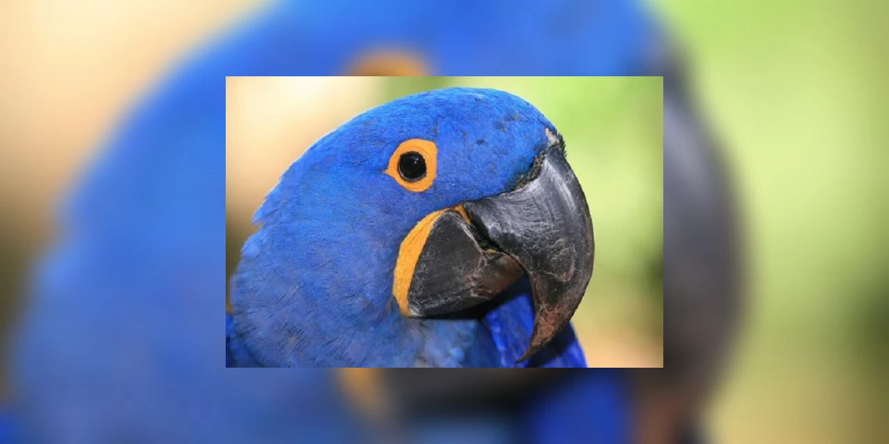 Governo do Paraná aposta na proteção à fauna regional