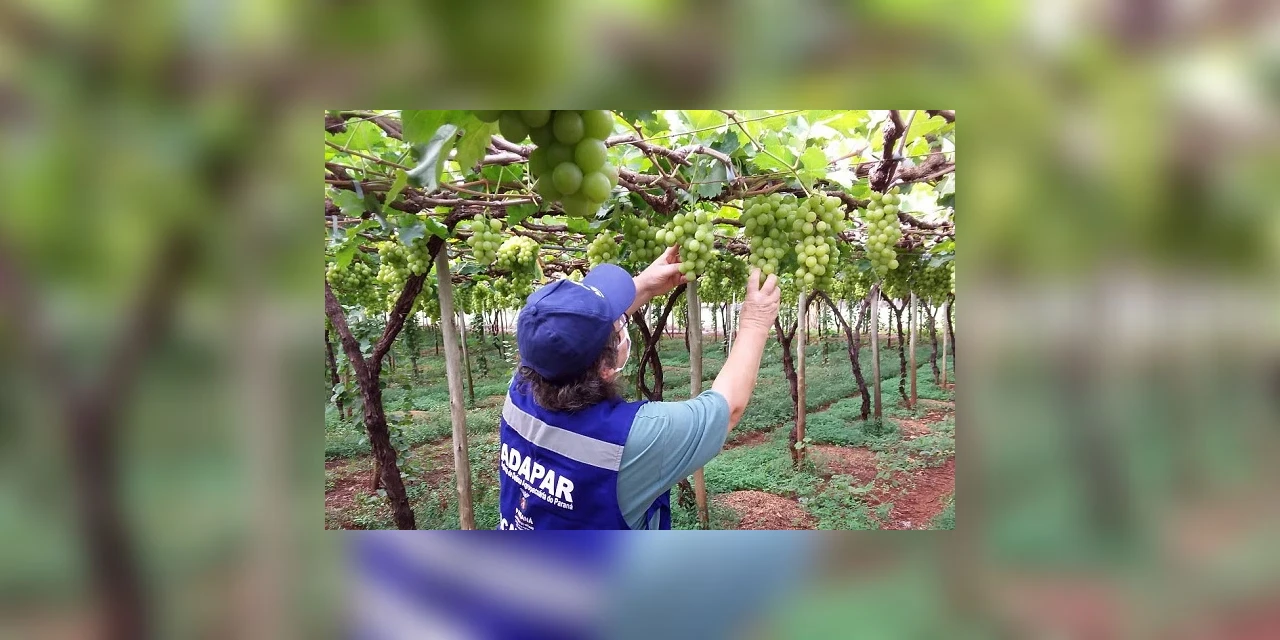 Fiscalização para saúde de plantações no Paraná garante alimentação durante a pandemia