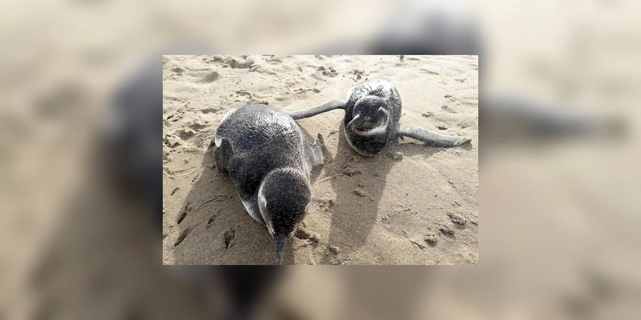 Veja como proteger pinguins que chegam ao litoral paranaense