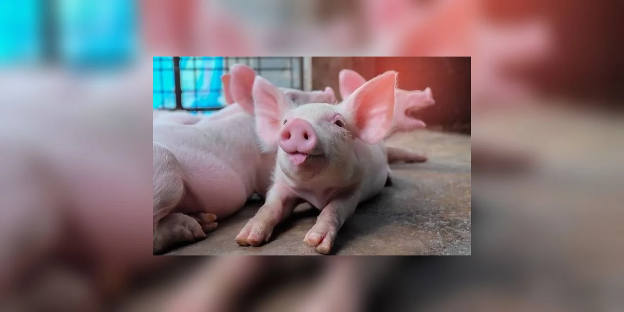 Novo vírus da gripe, com facilidade de se espalhar entre humanos, é descoberto por chineses