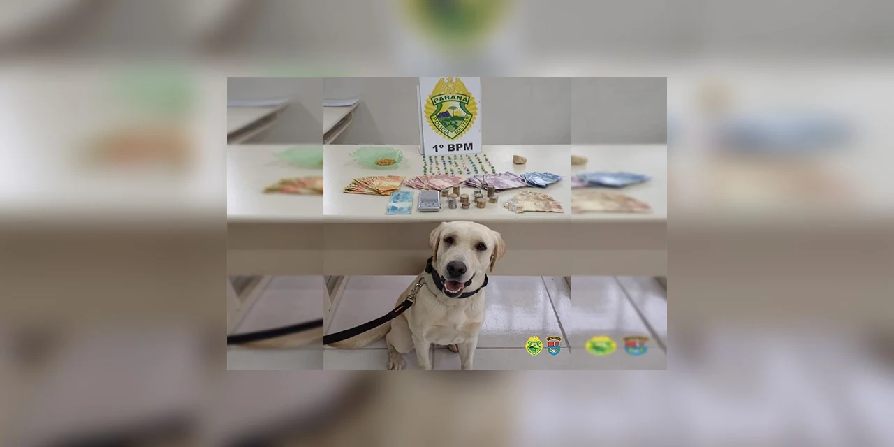 Cão de faro ajuda PM a localizar dezenas de pedras de crack em Ponta Grossa