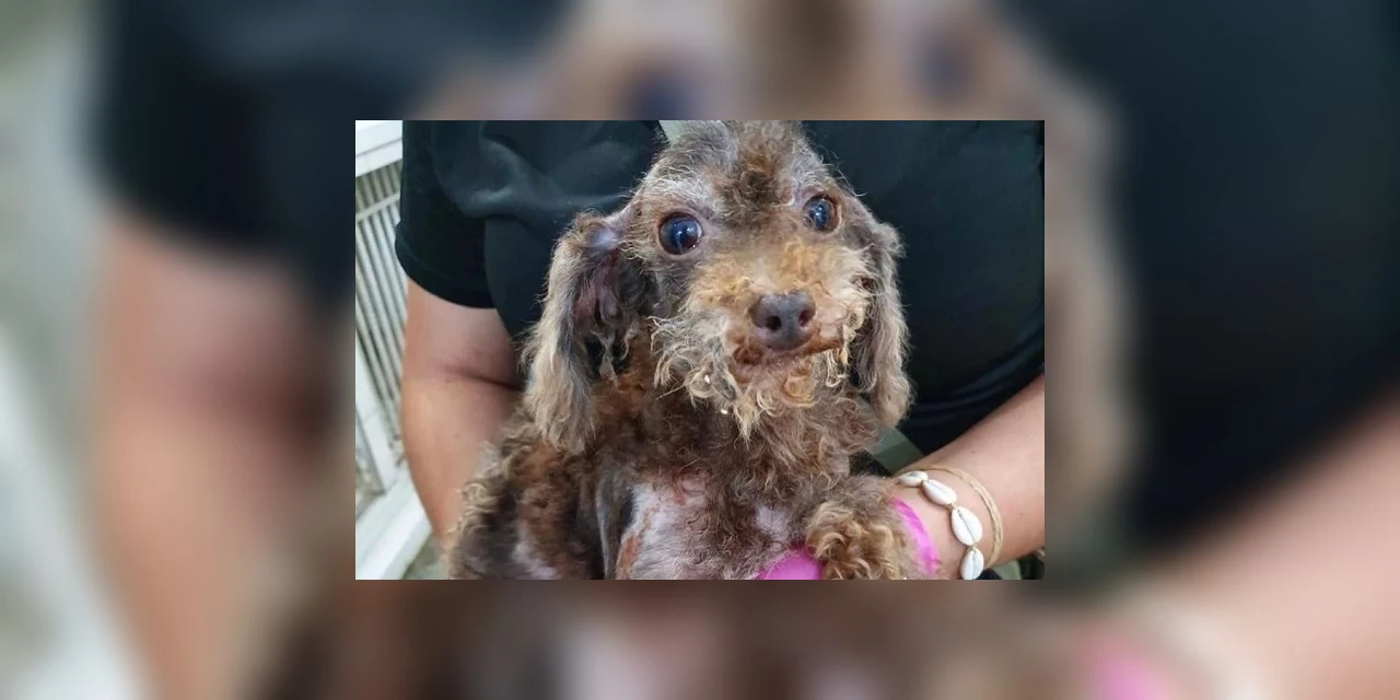 Polícia Civil do Paraná resgata 400 animais apenas no primeiro semestre de 2020