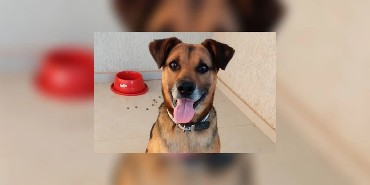 PRF resgata cachorro em rodovia e aguarda uma família para adoção