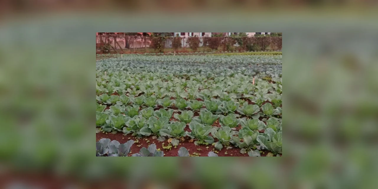 Acontece nesta terça-feira (10) mais uma edição da feira de hortaliças da Paróquia Nossa Senhora da Saúde