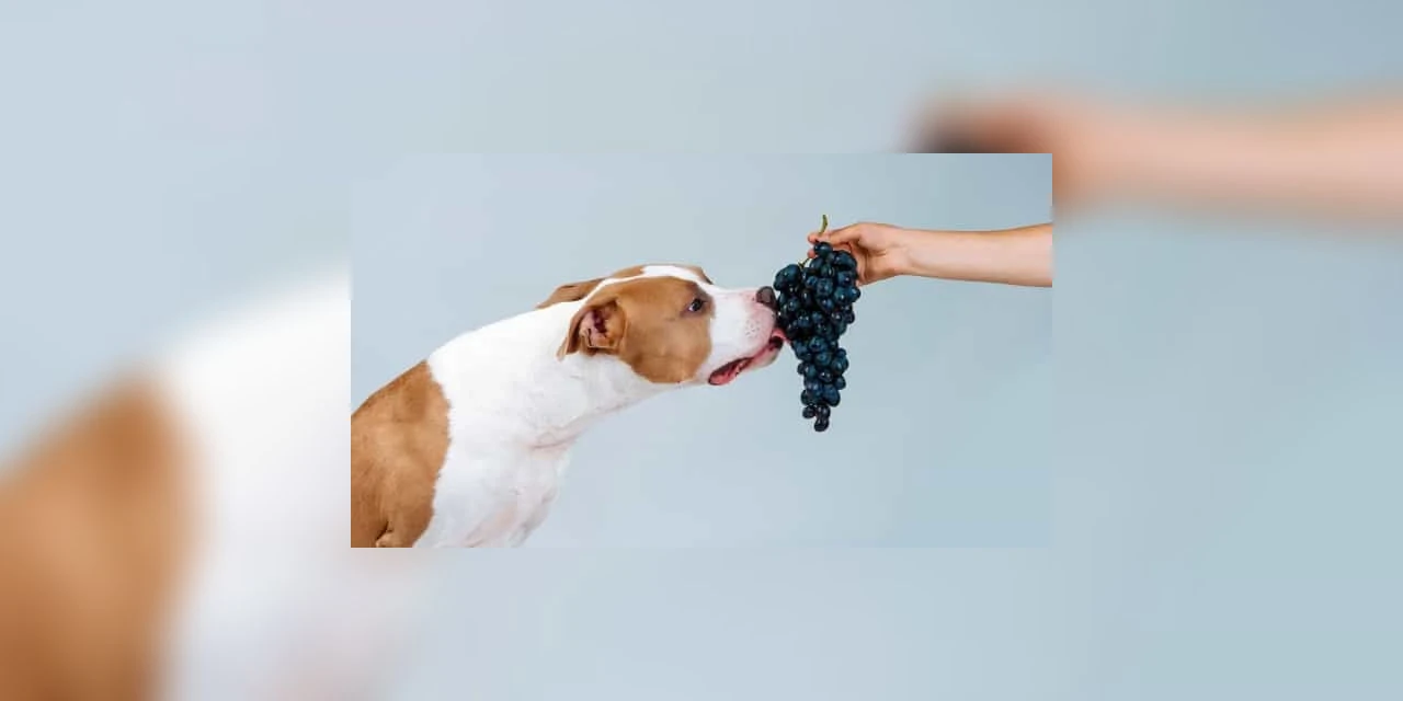 Proibido! Conheça quatro frutas que jamais podem ser dadas ao seu cão