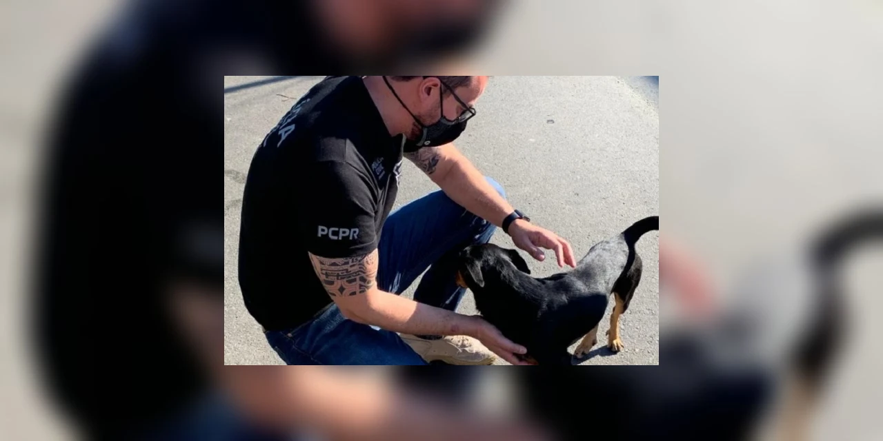 Polícia Civil resgata cachorro vítima de zoofilia no Paraná