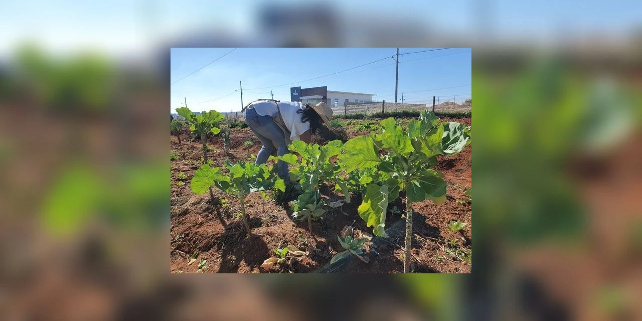 'Horta Comunitária' garante alimentação saudável durante pandemia no Costa Rica