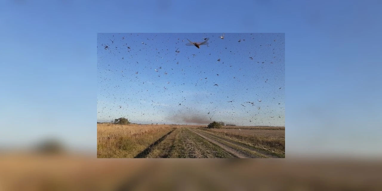 Direção do vento diminui probabilidade de entrada dos gafanhotos no Sul do Brasil
