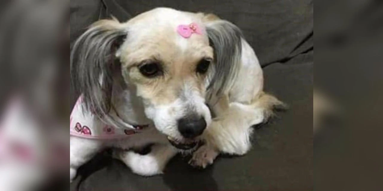 Família busca cachorra no cio que sumiu no bairro São José
