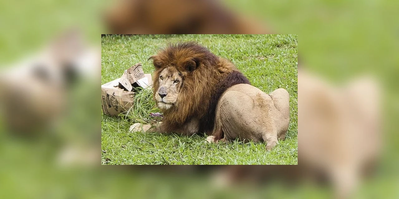 Morre Simba, leão do zoológico de Curitiba